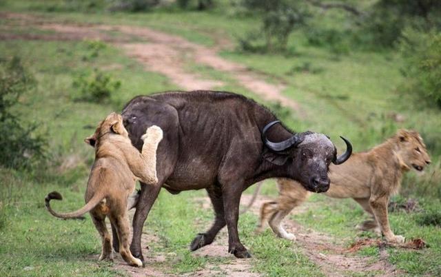水牛遭狮子攻击同伴前来救命一犄角就把狮子顶上天太牛气