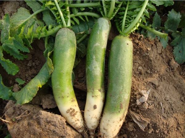 被推上热搜的“萝卜快跑”无人车,为什么让打工人焦虑?