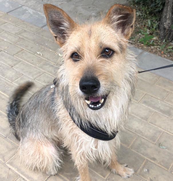 养一条串串狗是怎样的体验?宠主:感觉走上了人生巅峰