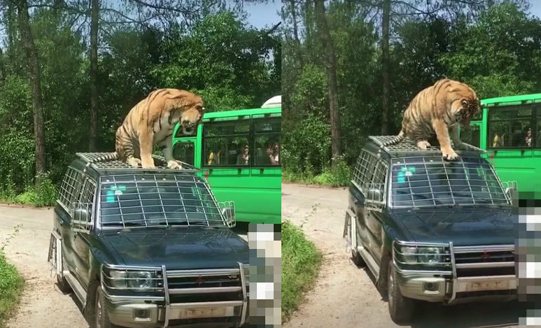 老虎站在车顶 司机故意猛加油门 老虎反应亮了 老虎 本王晕车 老虎站在车顶 司机故意猛加油门 老虎反应亮了 老虎 本王晕车