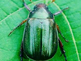 农村玉米叶上这种虫子,还在炒着吃,知道是什么变的吗?