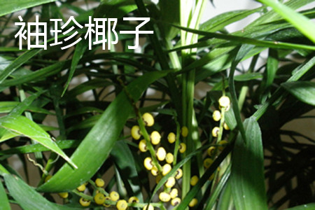 袖子椰子和富贵椰子有什么区别