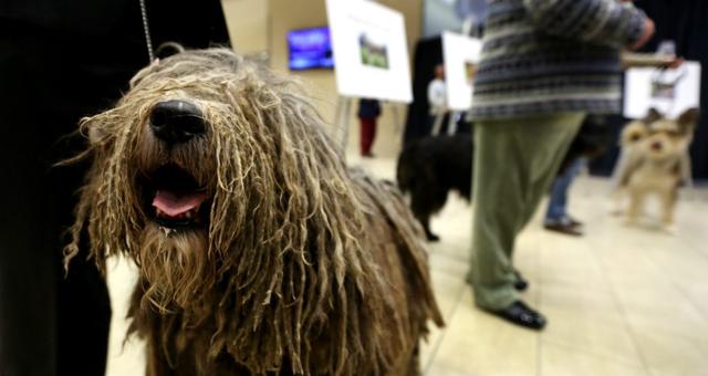 贝加马斯卡犬是一种极为忠诚,非常聪明的犬类,而且性情比较温顺,容易