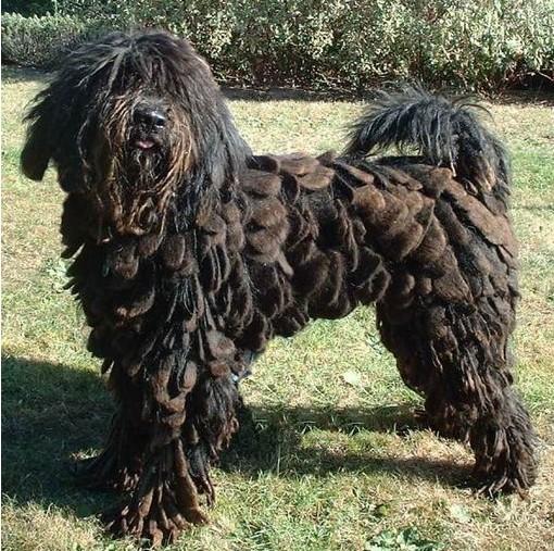 看了这么"杀马特"的贝加马斯卡犬是不是就不想养了?