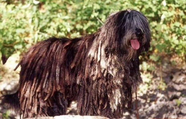 贝加马斯卡犬,为中型牧羊犬,原产意大利,起源于公元前100年,是一种