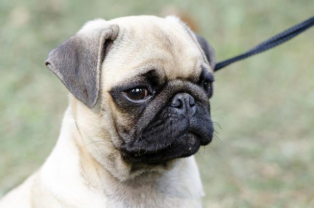 短鼻犬平均寿命竟比其它狗狗少4年!只因短鼻增加它们猝死的几率|狗狗|