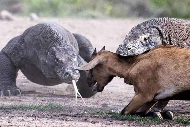 科莫多巨蜥非常笨拙,但它们认真起来,捕食能力丝毫不比毒蛇低!