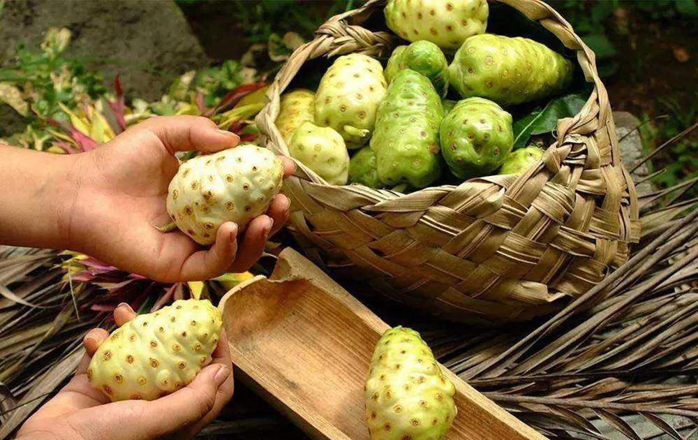在国外被誉为"仙果",加工后百元一斤,为啥农民种了却卖不动?