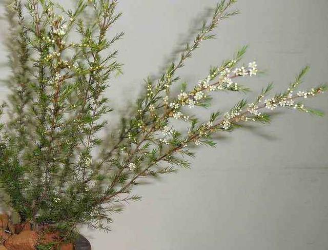 这种野草作用多,人称“岗松”,用来做扫把最方便,现在不常见|扫把|岗松|植物_新浪新闻