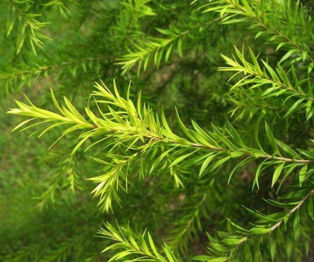 这种野草作用多,人称“岗松”,用来做扫把最方便,现在不常见|扫把|岗松|植物_新浪新闻