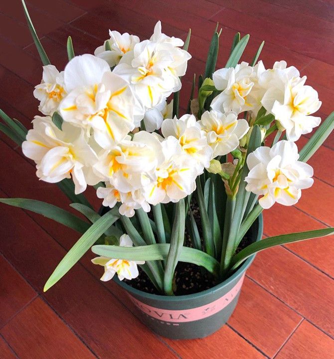 喜欢玫瑰 就选 高端品种 彩纸口红 花开似唇彩 娇艳欲滴 彩纸 黄水仙 口红 新浪新闻