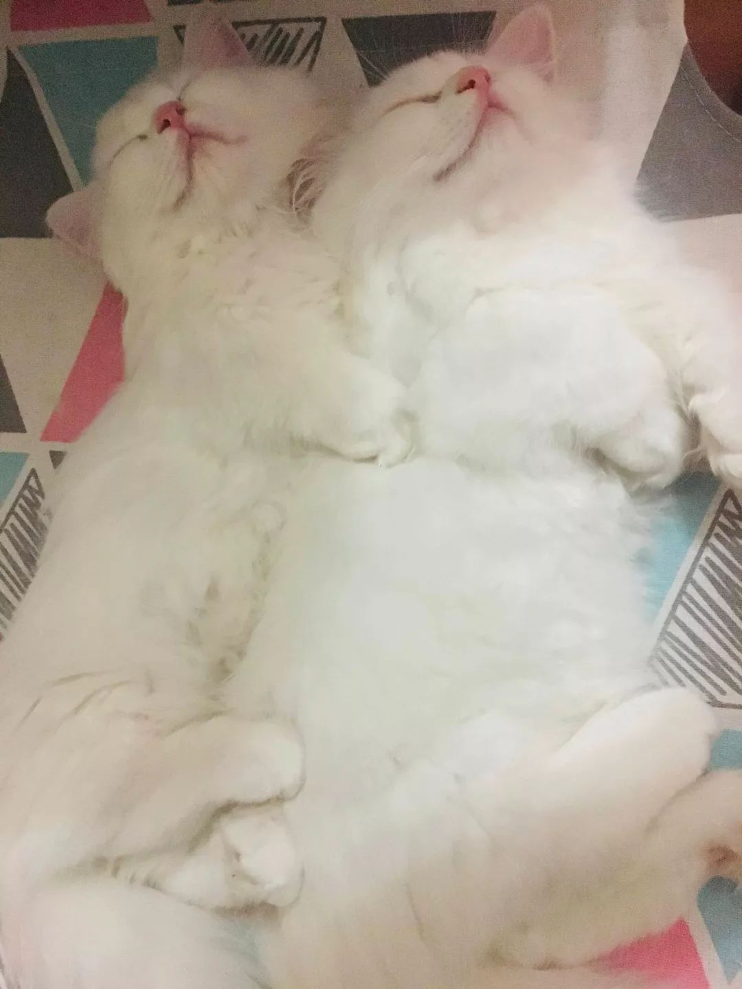 薛宁的两只猫