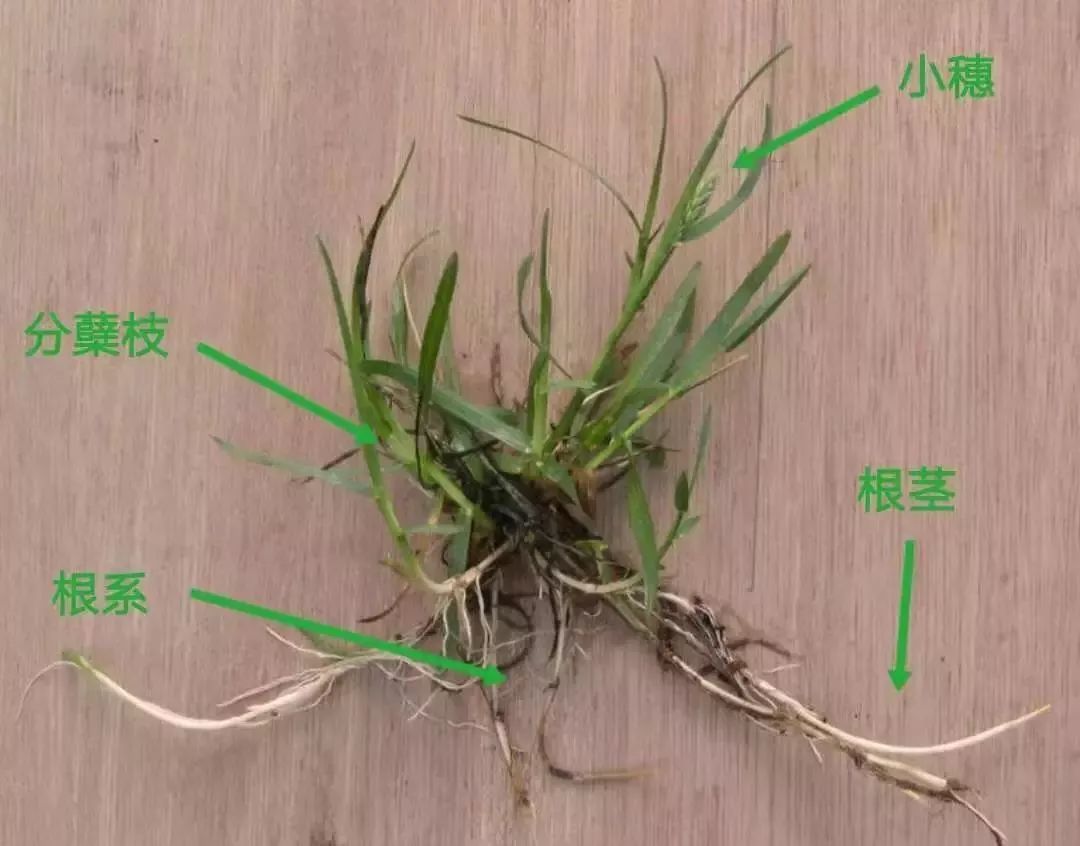 我们俗称的“草”,到底是个啥?|禾本科_新浪新闻