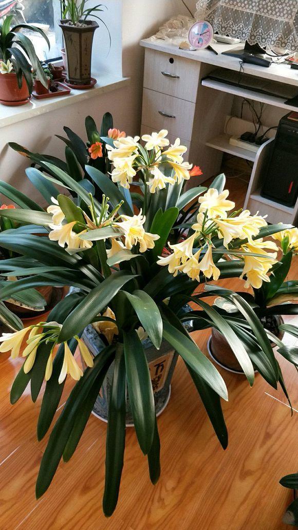 君子兰是理想的除尘器家庭养花必备吸收二氧化碳排名第一