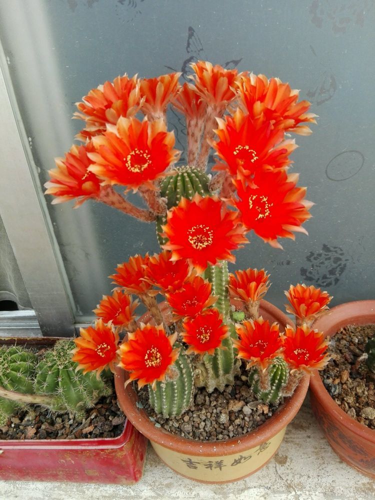 会开花的仙人球黑金刚一年开花多次比昙花还漂亮超好养