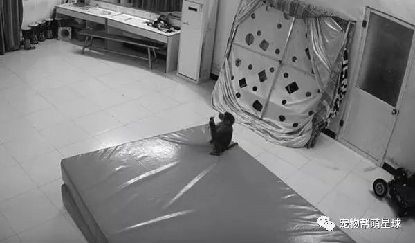 狒狒成精了!工作人员才离开,马上拿起手机帮忙清空购物车!