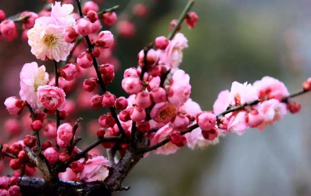 新手养寒梅 5步攻略助力含苞待放的梅花完美绽放 花芽 枝条 寒梅 新浪新闻