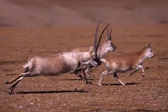 动物界里的跳远冠军