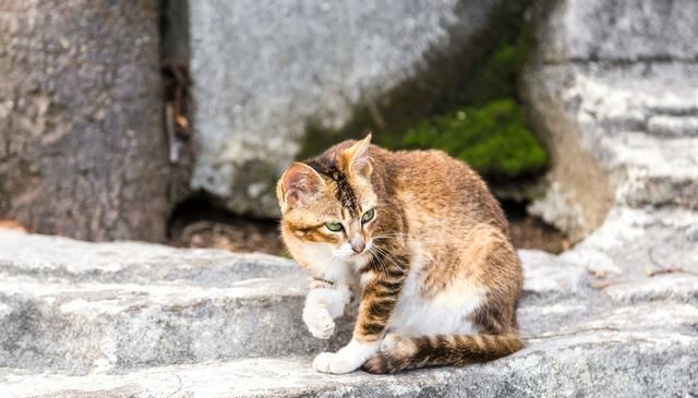 束鹿县现今辛集市宋村广安寺里双猫战巨鼠的故事