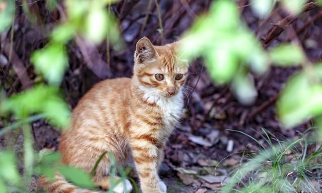束鹿县现今辛集市宋村广安寺里双猫战巨鼠的故事