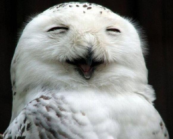 沙雕走位,大佬回眸,治愈系微笑,猫头鹰其实还挺蠢萌的呢