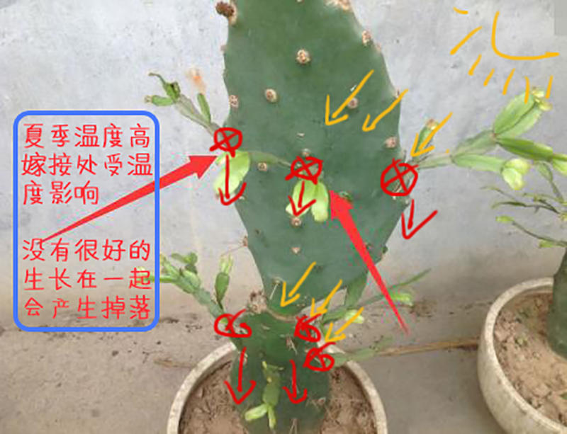 仙人掌嫁接蟹爪兰到了夏天掉叶这种情况应该怎么办