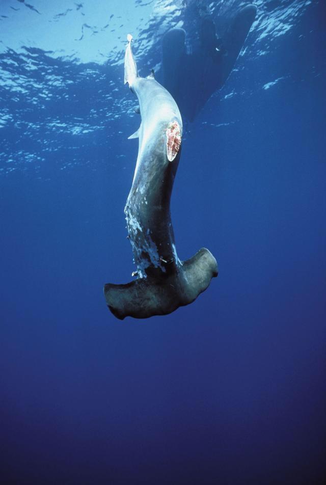 看完这3种食物的来历,你还吃得下吗,网友:我都吃不起|麝香猫|鲨鱼
