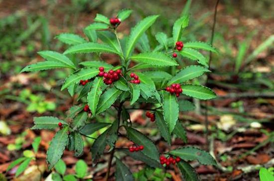 朱砂根红果子没多少反而砰砰掉果其实都是这几点没做好