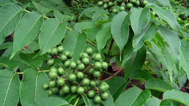 大家看到图片中这种野生植物了吗?