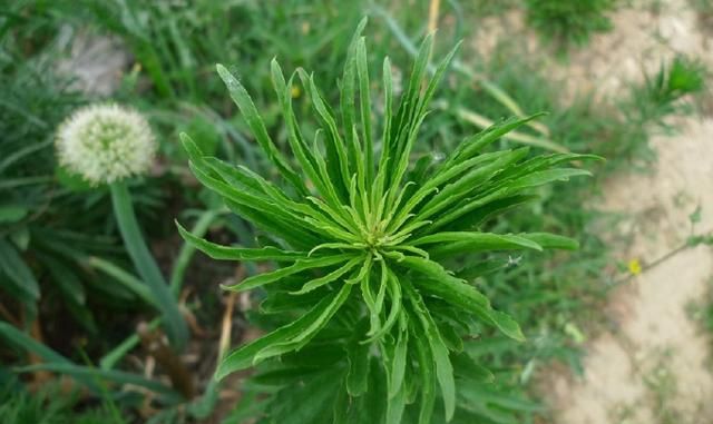 诗经里的植物|你不知道的故事,农村常见的小蓬草|飞蓬|蓬草|诗经_新浪新闻