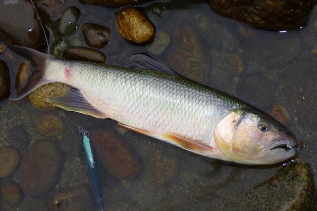 这种鱼个头不大,有着"小水狼"的称号,深受钓鱼人喜爱,钓过吗