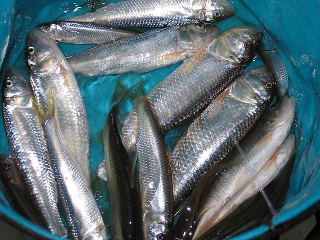 这种鱼个头不大,有着"小水狼"的称号,深受钓鱼人喜爱,钓过吗