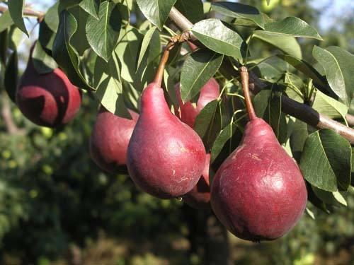 皮薄肉嫩汁水甜