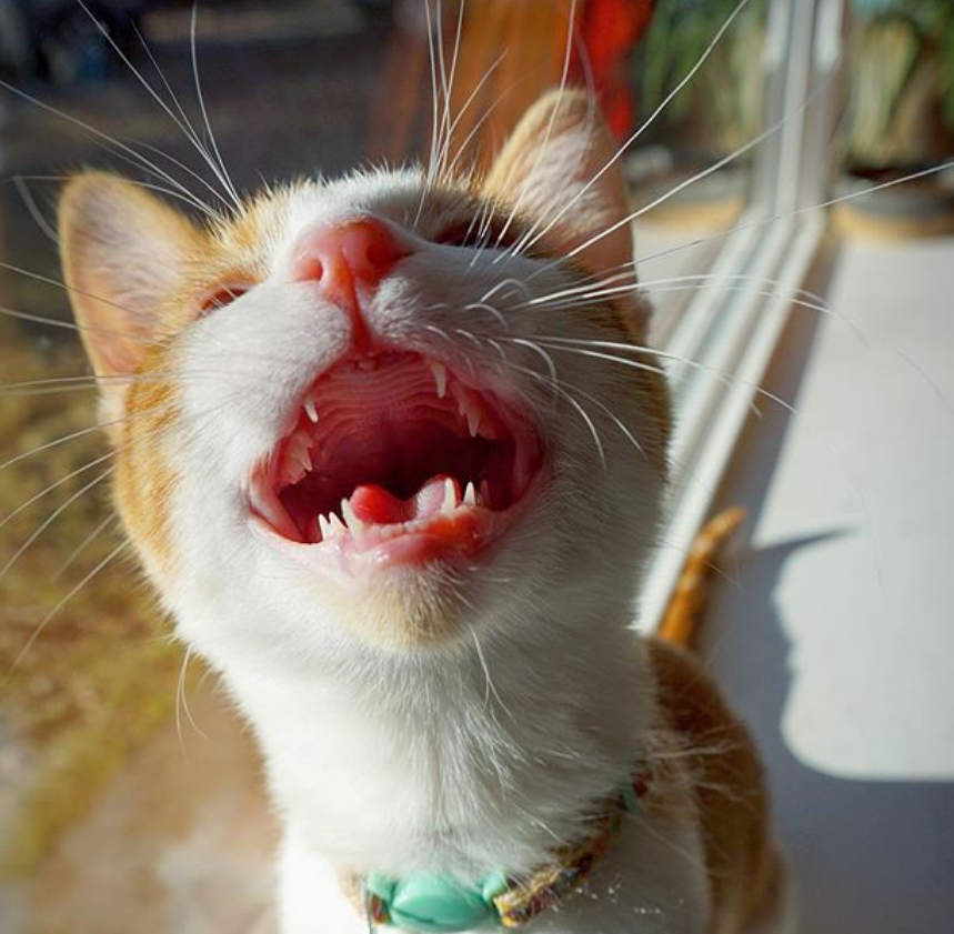 小橘猫暂住男子家,家中狗狗却“擅自”开猫笼,逛街时从此有了伴|猫笼|橘猫|狗狗_新浪新闻