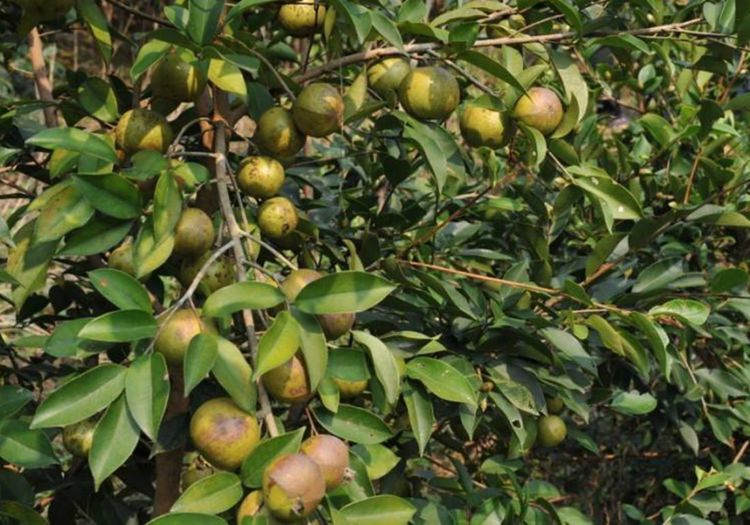 青田|油茶|浙江_新浪新闻