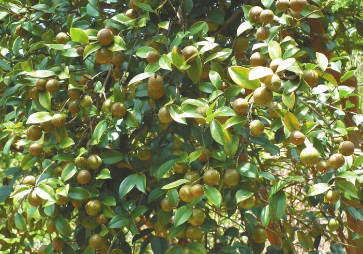 青田|油茶|浙江_新浪新闻