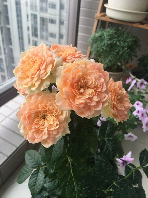 精品月季杏色露台清香淡雅美丽怡人可以说是盆栽佳品