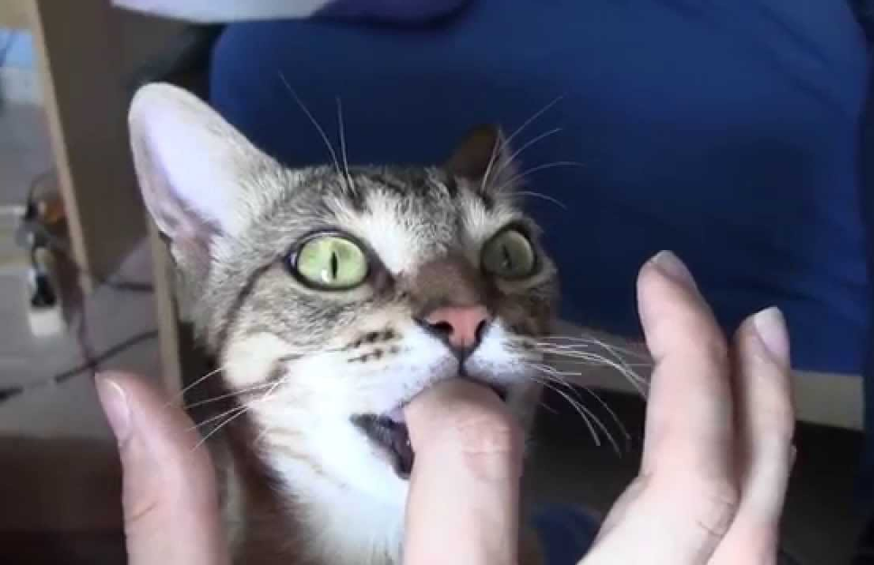 猫咪为何"吮吸"你的手指?由3种原因造成,这可不是个好习惯