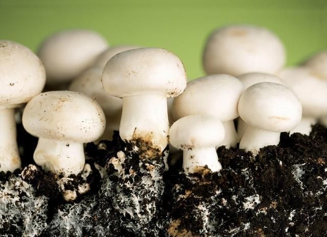 双孢菇出菇时如何管理?水分,温度,通风,光照都很重要