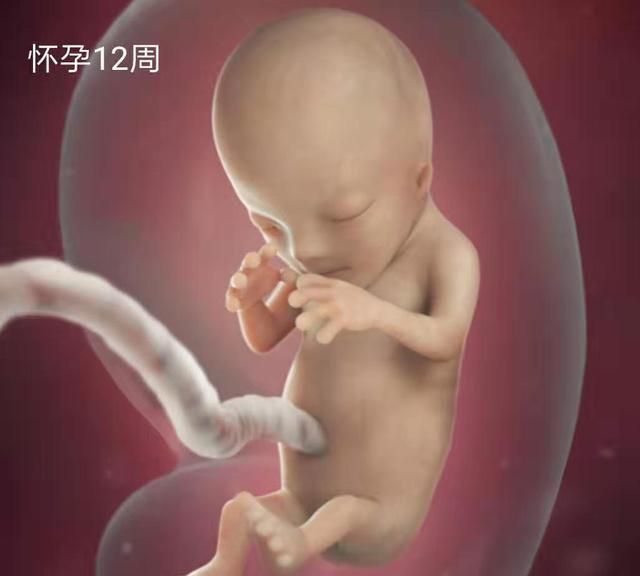 怀孕3个月胎儿变化大:nt图能看胎儿性别?别说,还真有些门道