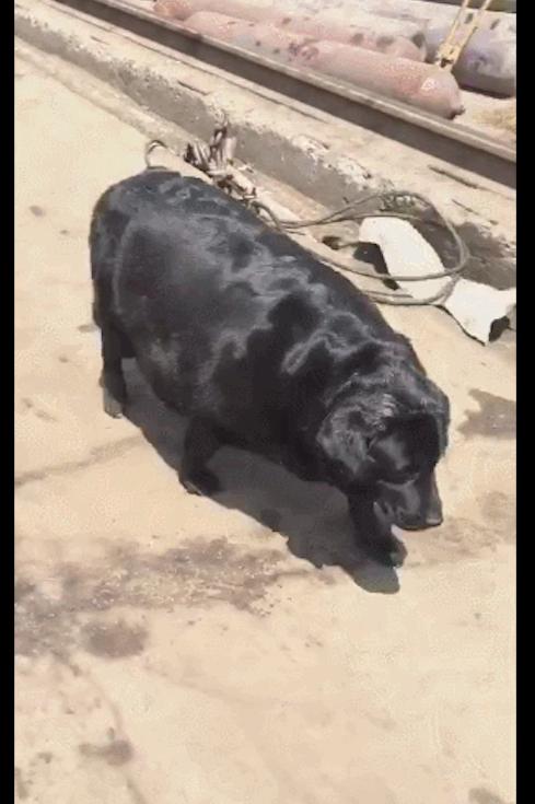 黑猪|猪饲料|狗狗_新浪新闻