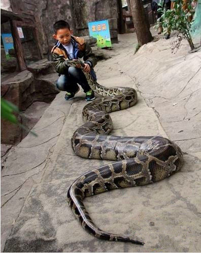 小男孩与蟒蛇同床共枕12年,看到这画面令人傻眼了!