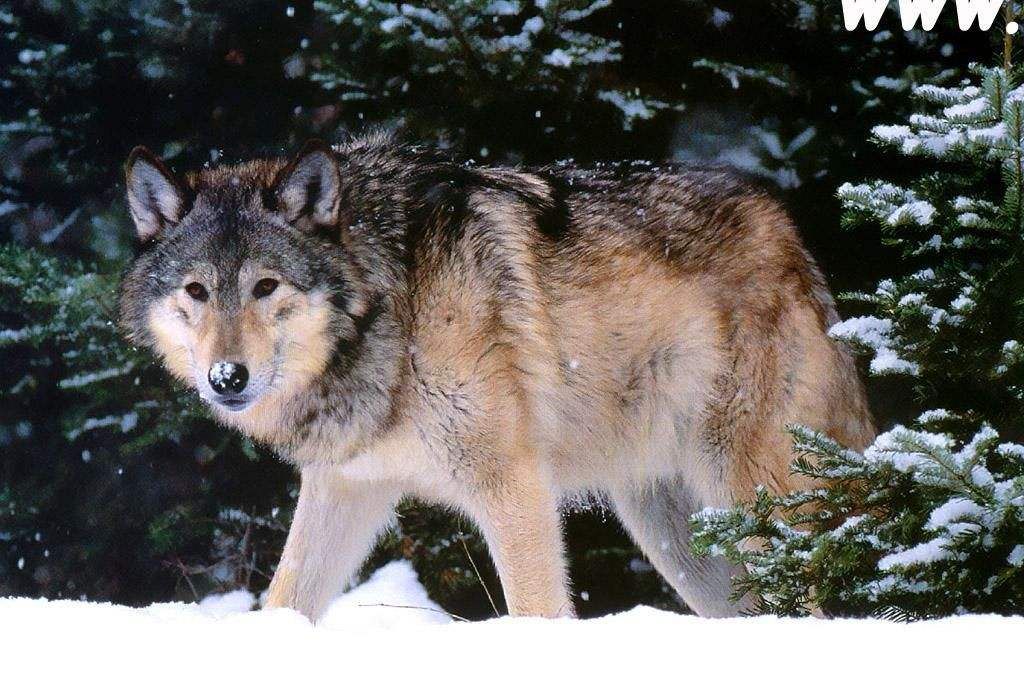 世界上最大的狼成年公狼体长达18到2米曾惨遭人类灭杀