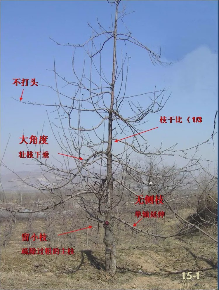 苹果常见树形及整形特点!|主枝|主干|枝条_新浪新闻