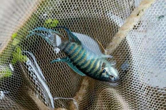 我们叫它"蓑衣鱼",体型不大却很漂亮,10元一条很难买,钓过吗