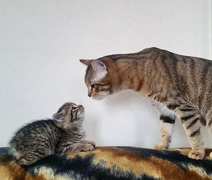 狸花猫叼回3只流浪小猫,悉心照顾还不准妈妈帮忙,它也当猫妈了