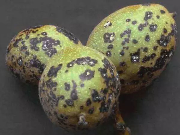 核桃黑斑病的发生与防治!