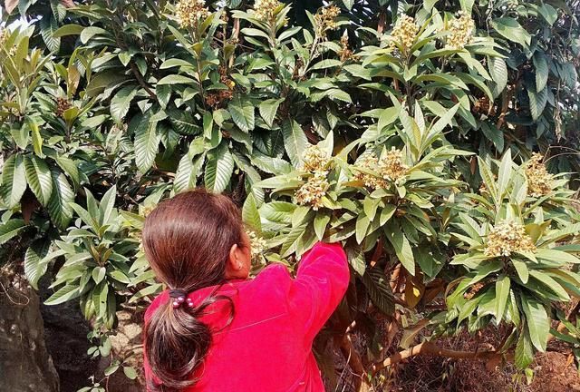 这水果很多人爱吃,却不知它花比果实更珍贵,农民都舍不得摘|枇杷花
