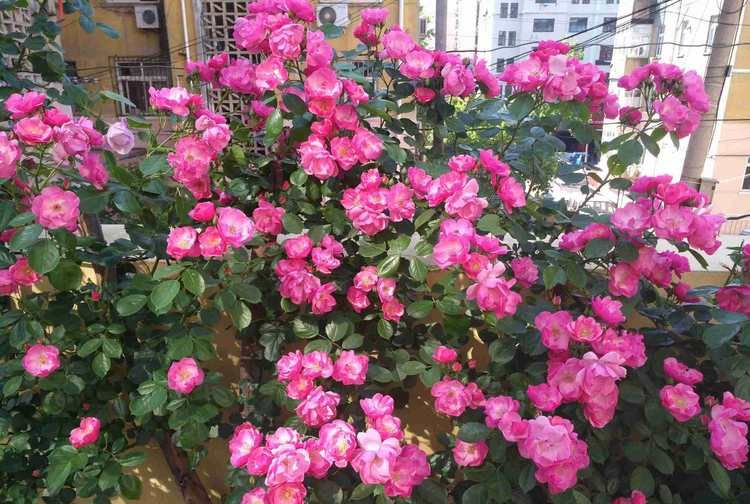 "优良月季"索尼亚里基尔,花繁叶茂,赏心悦目,实属养花首选