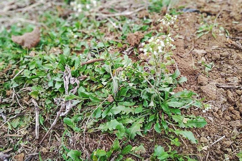 俗称"地米菜",15元1斤供不应求,农民笑了:家里有土就能种|荠菜|地米菜